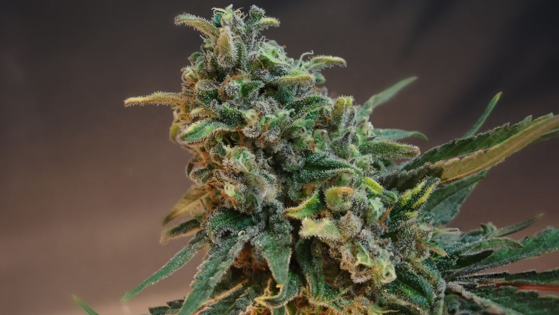 Un nouvel an inoubliable avec nos fleurs H4CBD