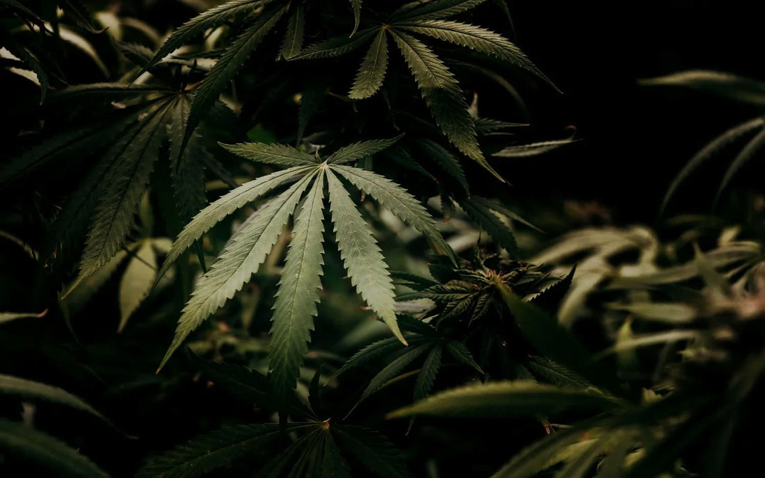 Qu’est-ce que le THC-P+ ?