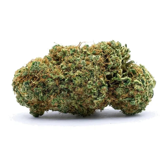 Great White Shark — DELTA 10 50 %